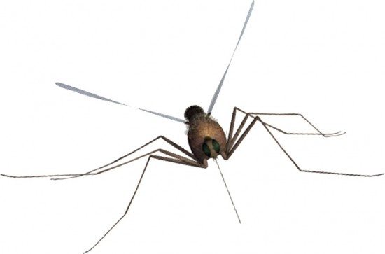 mosquito screen