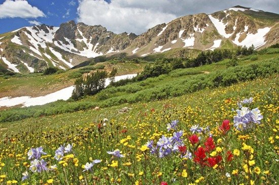 colorado mountain wildflowers